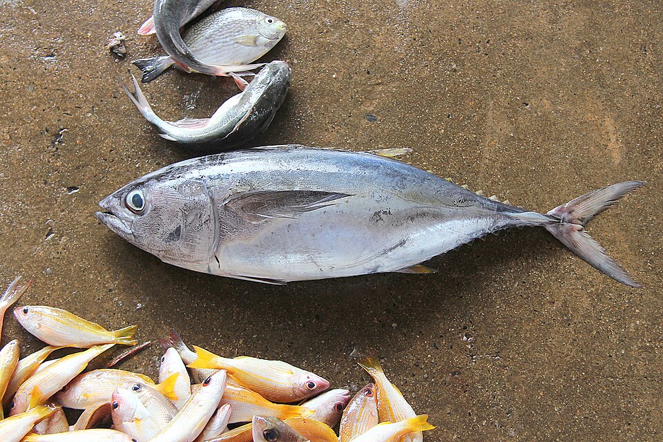 Fresh bonito fish catch from Sri Lanka — a popular choice at Negombo's seafood restaurants