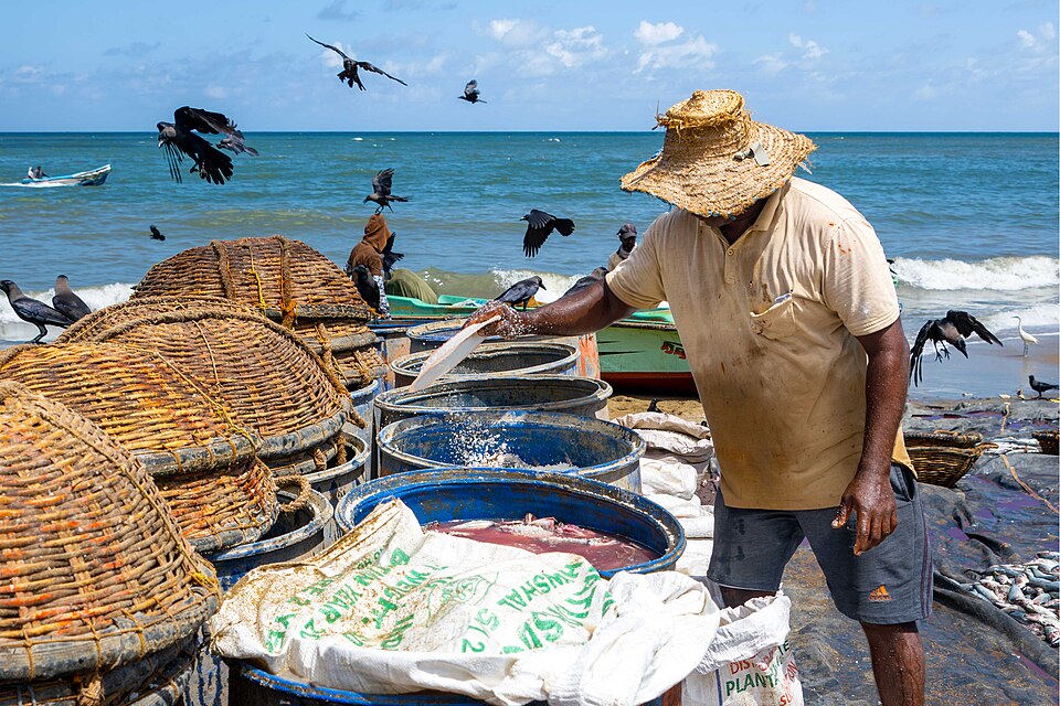 Fish being salted and laid out to dry at the Negombo fish market, Sri Lanka