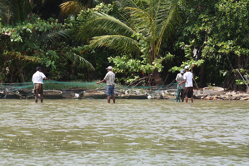Local fishermen on the Negombo Lagoon during a guided canal cruise, Sri Lanka