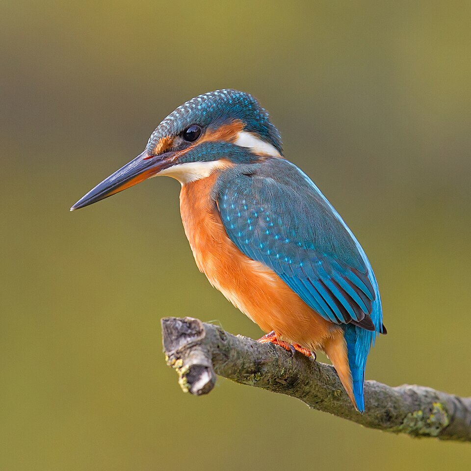 Common Kingfisher (Alcedo atthis) perched on a branch — frequently spotted along the Dutch Canal in Negombo