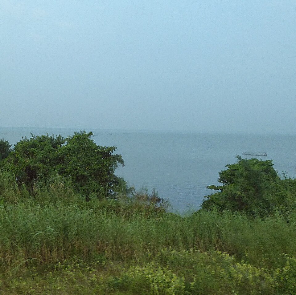 Muthurajawela mangrove wetlands seen from a canal boat on the Negombo Lagoon, Sri Lanka