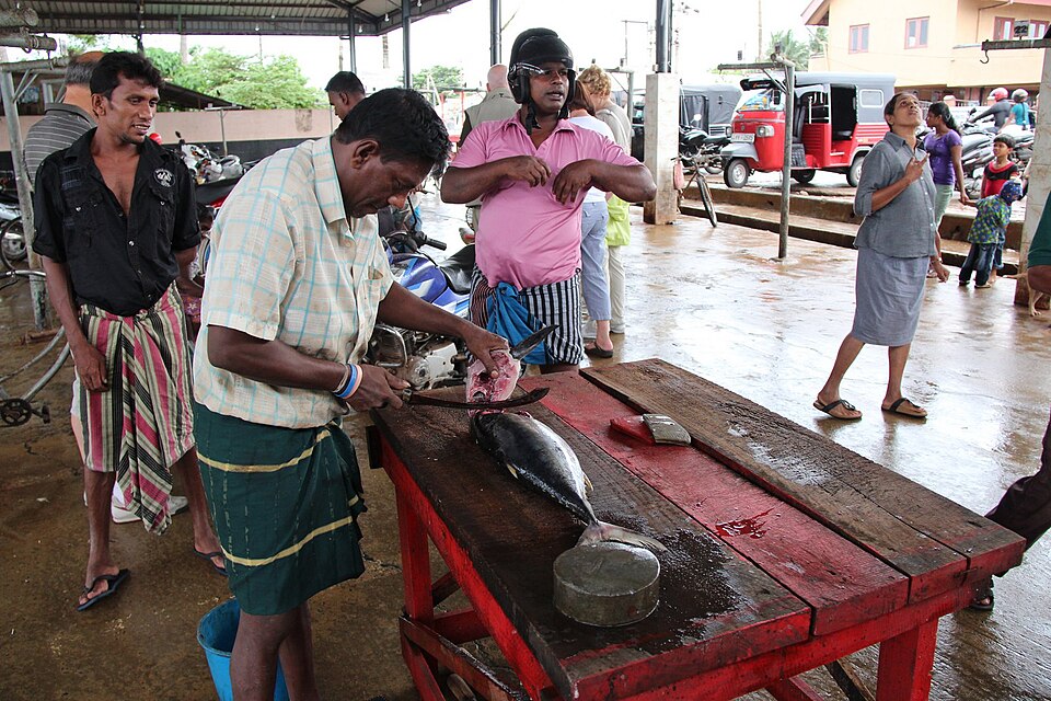 Cleaning a freshly caught tuna fish on the beach in Sri Lanka